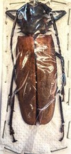 Callipogon armillatus 94mm for sale  Everett