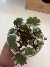 Saxifraga stolonifera variegat for sale  Monterey Park