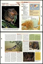 Water vole mammals for sale  SLEAFORD