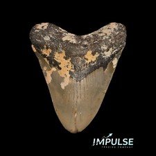 4.25 megalodon shark d'occasion  Expédié en Belgium