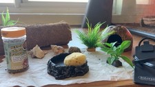 Hermit crab tank for sale  Rindge