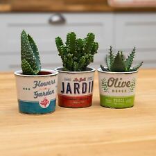Trio succulents vintage for sale  LEWES
