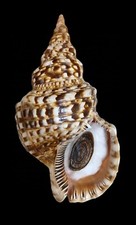 Shell conchiglia charonia usato  Forano