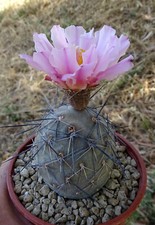 Tephrocactus geometricus rfpa d'occasion  Servian