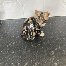 Winstanley tortoiseshell cat for sale  WORKSOP