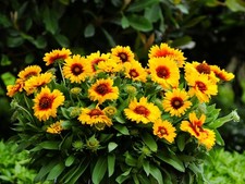 planting table potting for sale planting table potting for sale USA