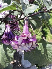 datura d'occasion datura d'occasion Expédié en Belgium