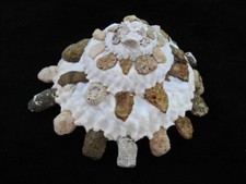 Usado, Concha do mar Xenophora granulosa 79mm ID#7617 comprar usado  Enviando para Brazil