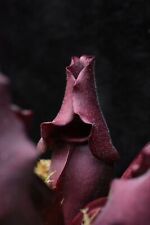 Sarracenia purpurea ssp. for sale  Colorado Springs