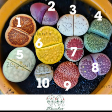 10pcs lithops salicola for sale  TUNBRIDGE WELLS