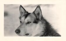 Rppc alaskan malamute for sale  Palm Bay