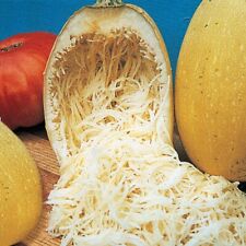 Spaghetti squash seeds for sale  Salem