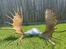 Moose antlers skull for sale  Pearland