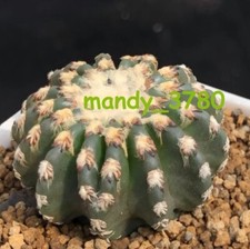 5pz 3cm discocactus usato  Spedire a Italy