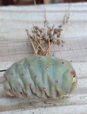 Pine cone cactus for sale  Dallas