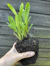 Large bare root for sale  CUMNOCK