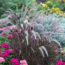 Pennisetum rubrum deciduous for sale  UK