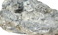 Cáscaras ásperas naturales ostra fósil imperial geología real espécimen minerales 8,1 oz segunda mano  Embacar hacia Mexico