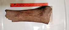 Mammoth fossil partial for sale  Douglas