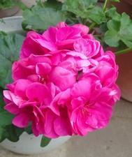 pink geranium potted for sale pink geranium potted for sale Glendale