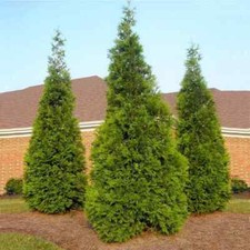 25pack green giant for sale  Mcminnville
