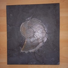 Schieferplatte ammonit zum gebraucht kaufen  Mendig