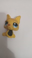 Yellow pug for sale  Waterbury