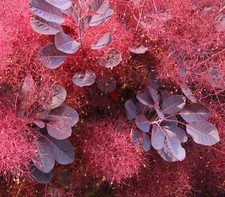 Cotinus coggygria smoke usato  Napoli