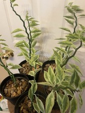 Zig zag cactus for sale  Atlanta