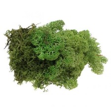 Islandmoos grün 400g gebraucht kaufen  Deutschland