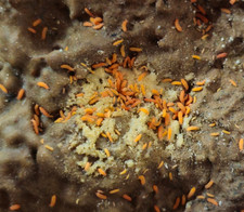 Orange springtails yuukianura for sale  Aptos
