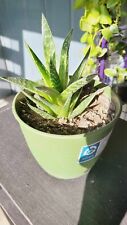 Aloe variegata tiger for sale  Webster