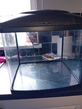 Year old fish for sale  NEWTOWNARDS