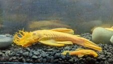 Albino bushynose pleco d'occasion  Expédié en Belgium