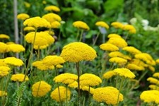 Achillea millefolium cloth for sale  WELSHPOOL