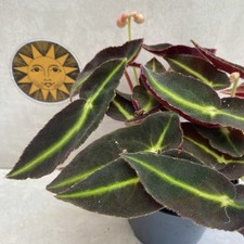 Begonia listada furry for sale  LIVERPOOL