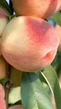 Pianta pesco rossa usato  Italia
