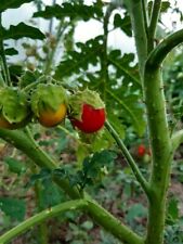 Graines tomates litchi d'occasion  Coulommiers