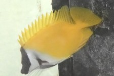 Foxface saltwater aquarium for sale  Homestead