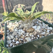Pachypodium namaquanum seedlin d'occasion  Expédié en Belgium