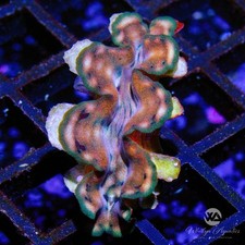 Squamosa clam wysiwyg for sale  USA