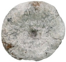 Kreide callopegma acaule gebraucht kaufen  Erlangen