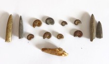 Lot fossiles ammonites d'occasion  Clohars-Carnoët