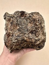 Camarasaurus schwanzwirbel mor gebraucht kaufen  Zweibrücken