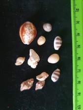 Sea shells. mini. for sale  HOVE