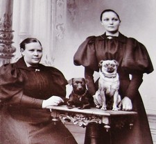 look dog for sale look dog for sale Elma