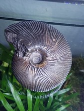 Fossilien sammlung ammoniten gebraucht kaufen Fossilien sammlung ammoniten gebraucht kaufen  Berlin