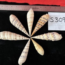 Seashells terebra lot for sale  Warner Robins