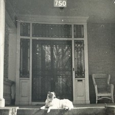 Vintage collie dog for sale  Burlington