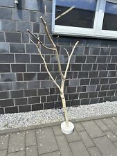 Birkenstamm ast betonfuß gebraucht kaufen  Münster